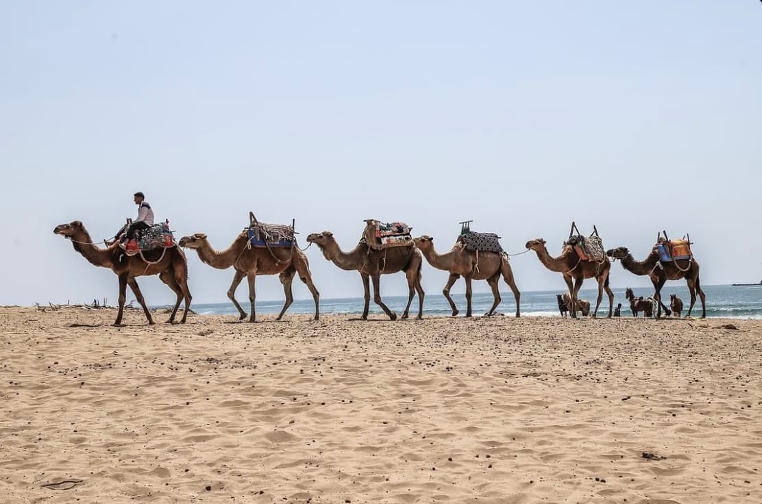 Camel caravan on the beach near Essaouira