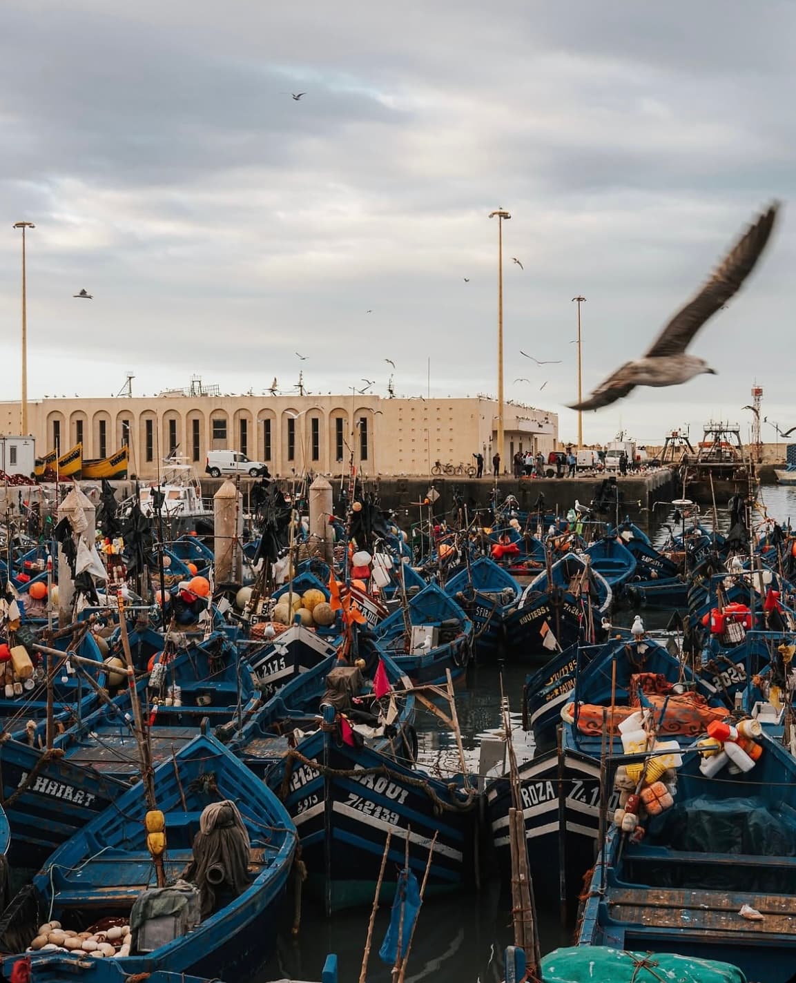 Blue fishing boats and seagulls in Essaouira port